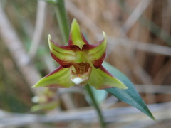 Epipactis veratrifolia