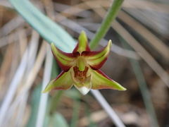 Epipactis veratrifolia