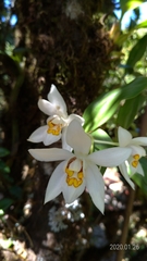 Coelogyne