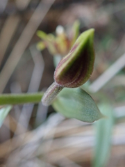 Epipactis veratrifolia
