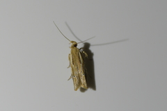 Eutorna symmorpha