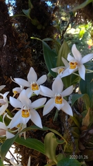 Coelogyne