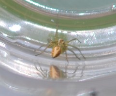 Oxyopes lineatus