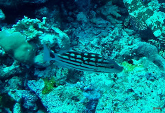 Lutjanus decussatus