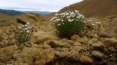 Cherleria marcescens