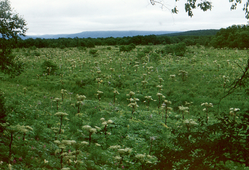 Ezo Angelica (Angelica ursina)