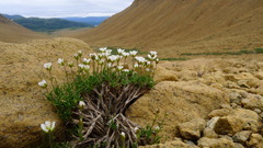 Cherleria marcescens