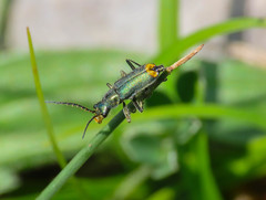 Clanoptilus italicus