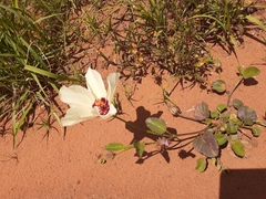 Hibiscus pusillus