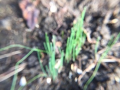 Allium schoenoprasum