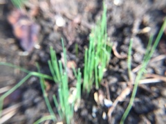 Allium schoenoprasum