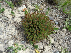 Rhodiola coccinea
