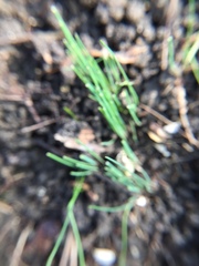 Allium schoenoprasum