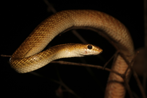 Perinet Night Snake