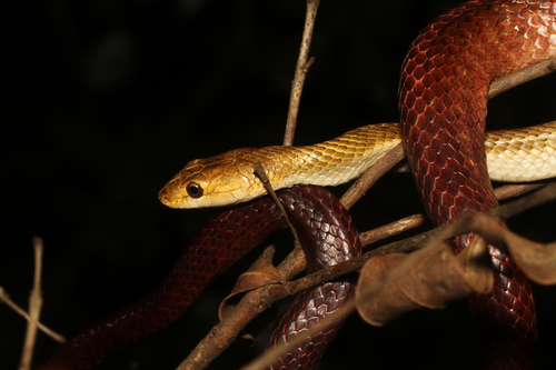 Perinet Night Snake