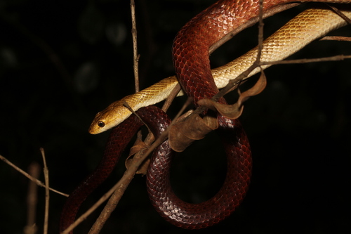 Perinet Night Snake