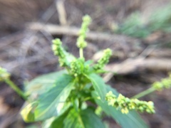 Mercurialis annua