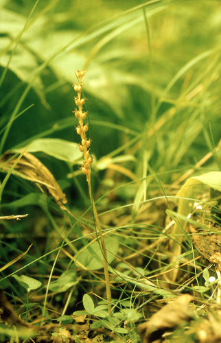 Asian neottia (Neottia acuminata)