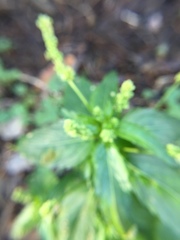 Mercurialis annua