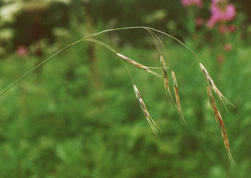 Schizachne purpurascens ssp. capillipes