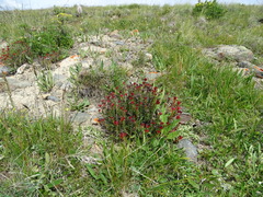 Rhodiola coccinea