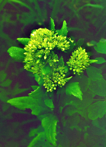 Hylotelephium verticillatum, photograph 3