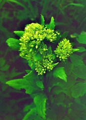 Hylotelephium verticillatum, photograph (c) Oleg Kosterin, some rights reserved (CC BY)