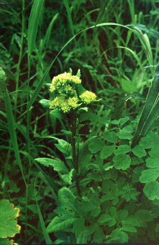 Hylotelephium verticillatum, photograph 4