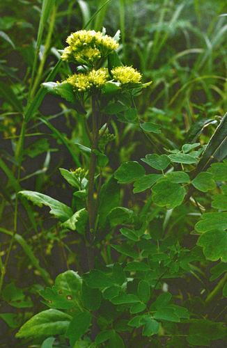 Hylotelephium verticillatum, photograph 2