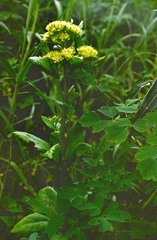 Hylotelephium verticillatum, photograph (c) Oleg Kosterin, some rights reserved (CC BY)