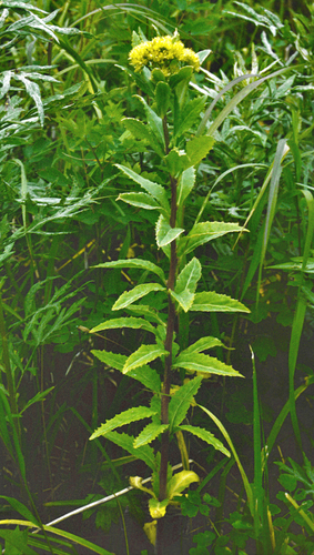 Hylotelephium verticillatum, photograph 1