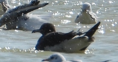 Ichthyaetus hemprichii