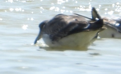 Ichthyaetus hemprichii