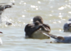 Ichthyaetus hemprichii