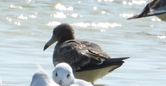 Ichthyaetus hemprichii