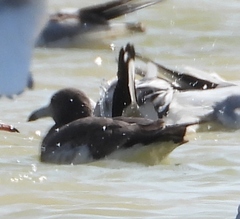 Ichthyaetus hemprichii