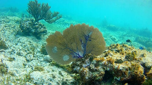 Sea fan