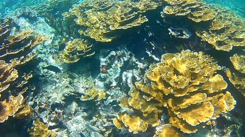 Elkhorn coral