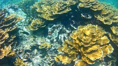 Elkhorn coral