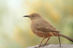 Toxostoma bendirei