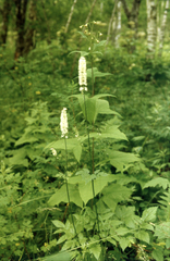 Actaea simplex, photograph (c) Oleg Kosterin, some rights reserved (CC BY)