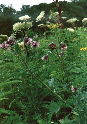 Kamchatka thistle (Cirsium kamtschaticum)