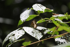Tanaecia iapis