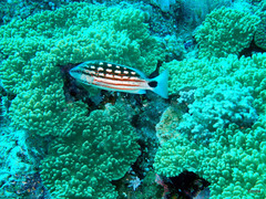 Lutjanus decussatus