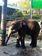 Elephas maximus