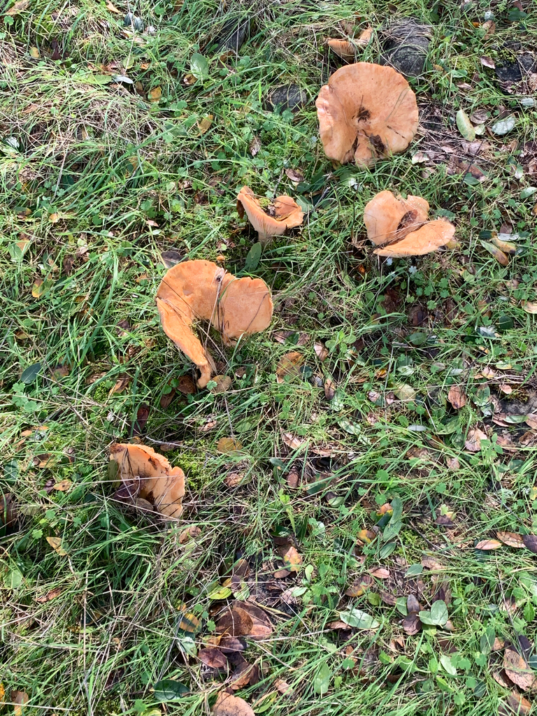 Lactarius alnicola · December 2025 · photo: © kristy218 (iNaturalist, CC)