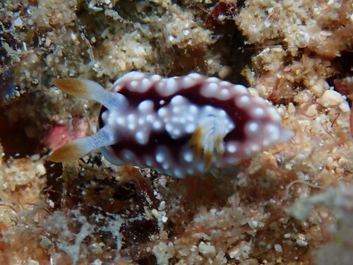 Goniobranchus geometricus