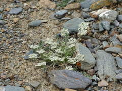 Stenocoelium athamantoides