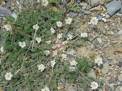 Stenocoelium athamantoides