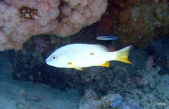 Lutjanus monostigma